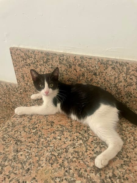 Leo