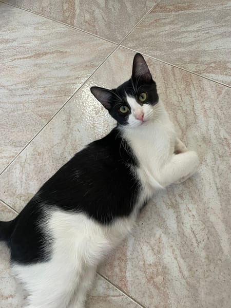 Leo
