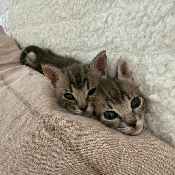 TITEBOUILLE & TITBOUT