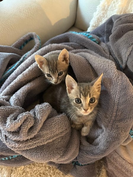 TITEBOUILLE & TITBOUT