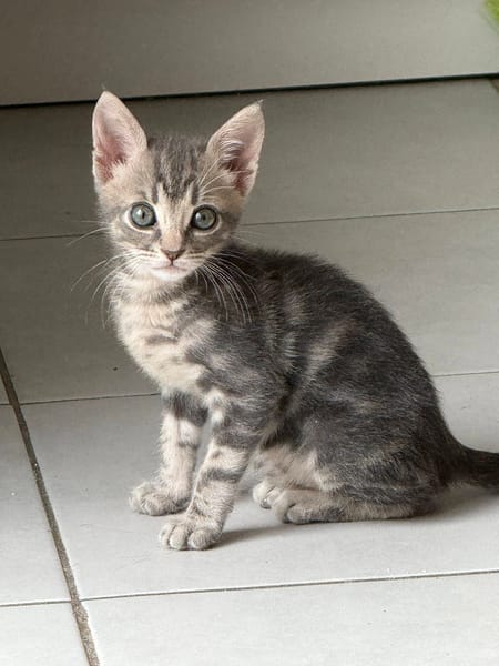TITEBOUILLE & TITBOUT