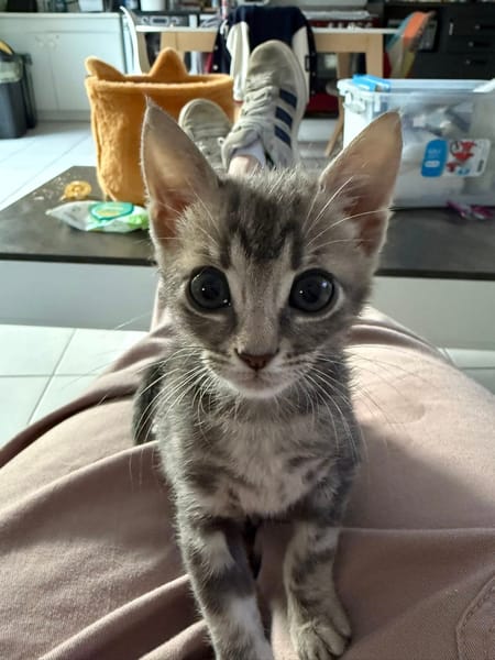TITEBOUILLE & TITBOUT