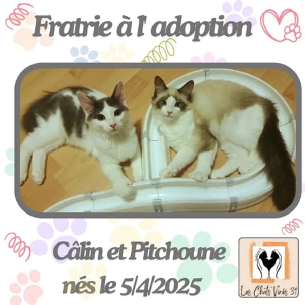 Câlin et Pitchoune