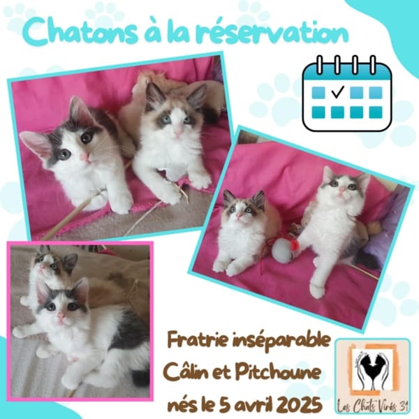 Câlin et Pitchoune
