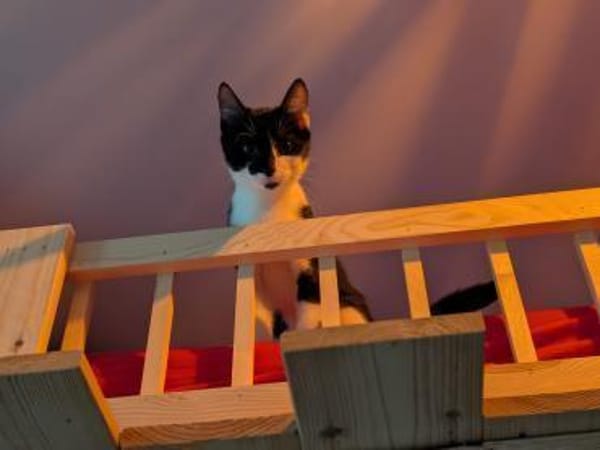 Oskar sucht für IMMER zuhause