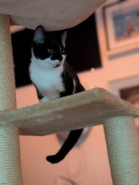 Oskar sucht für IMMER zuhause