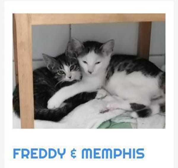 Freddy und Memphis