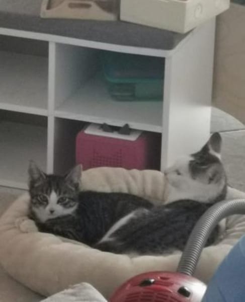 Freddy und Memphis