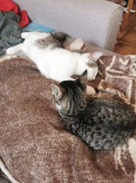Freddy und Memphis