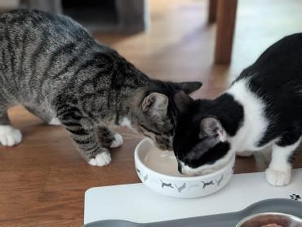 Cosmo sucht neuen Wirkungskreis