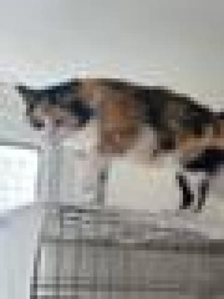 Tricolor Lady Lola sucht Einzelpalast