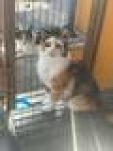 Tricolor Lady Lola sucht Einzelpalast