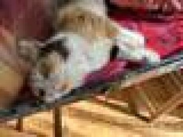 Tricolor Lady Lola sucht Einzelpalast