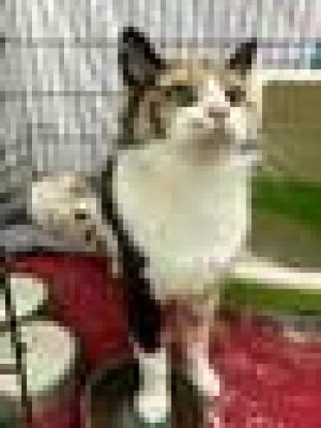 Tricolor Lady Lola sucht Einzelpalast