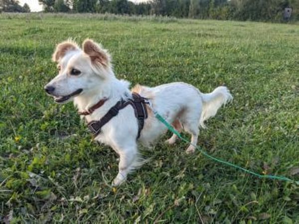 Bonik kleiner Mann sucht Zuhause 🍀