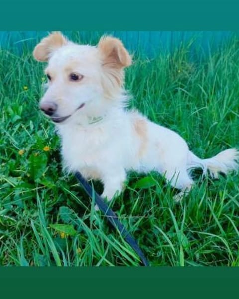 Bonik kleiner Mann sucht Zuhause 🍀