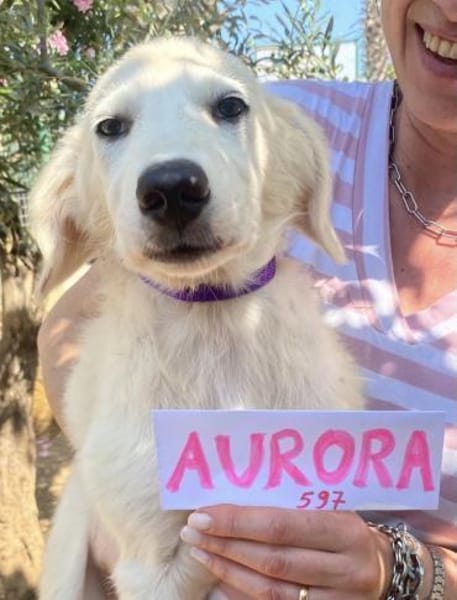 Aurora