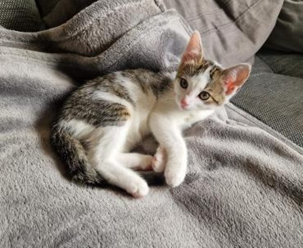 Elli