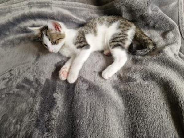 Elli
