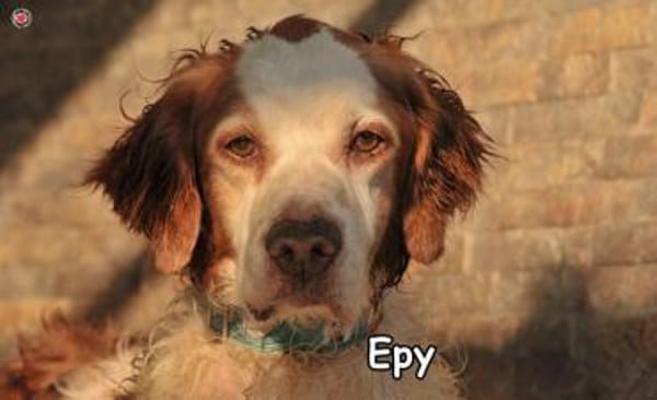 EPY