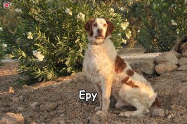 EPY