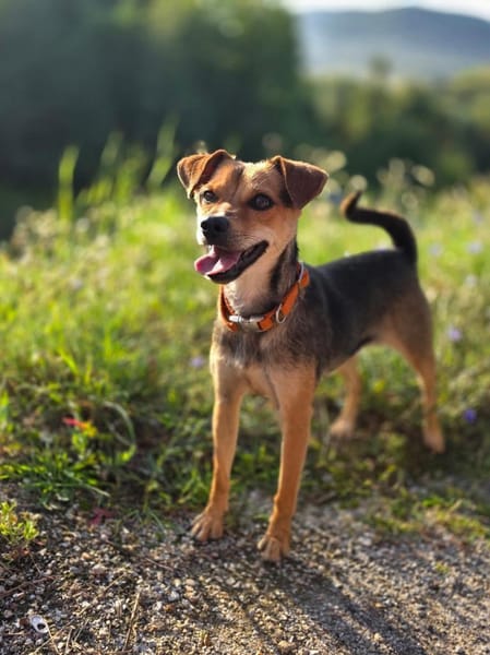 Suri wartet auf Pflegestelle in Hamburg!