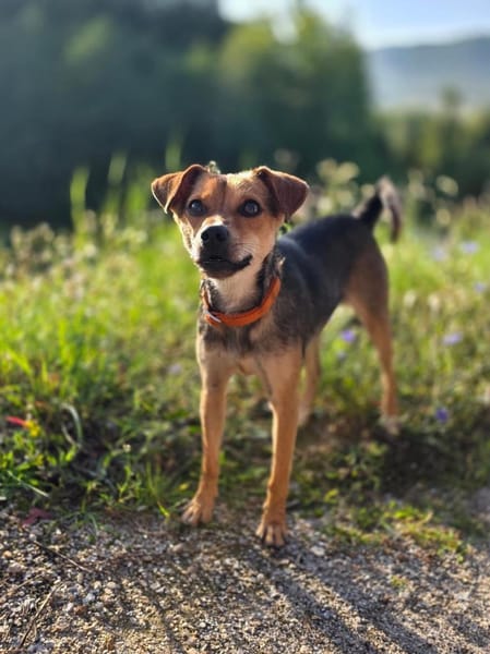 Suri wartet auf Pflegestelle in Hamburg!
