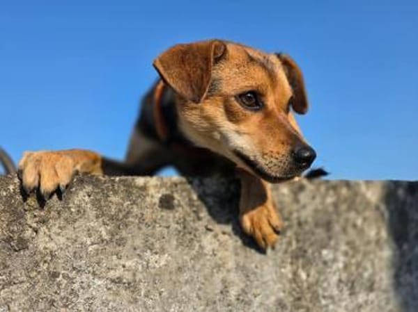 Suri wartet auf Pflegestelle in Hamburg!