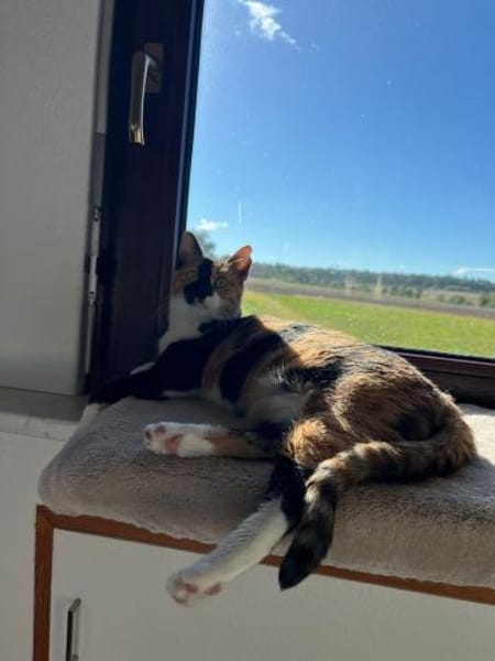 Cookie aus dem Tierschutz