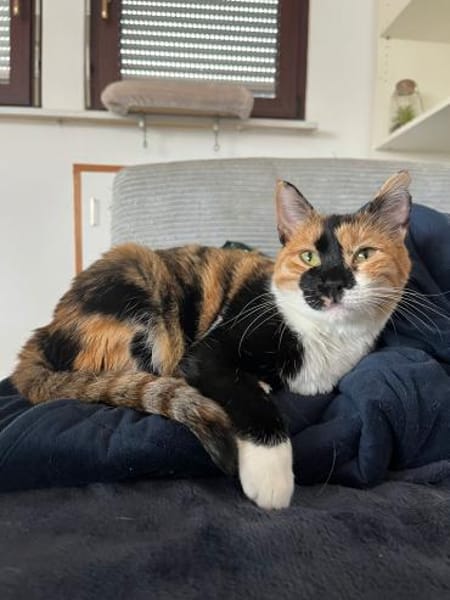 Cookie aus dem Tierschutz