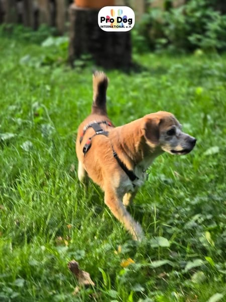 Atreju auf Pflegestelle