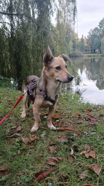 🐾❤ MICHEL auf PS in 04349 LEIPZIG