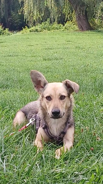 🐾❤ MICHEL auf PS in 04349 LEIPZIG