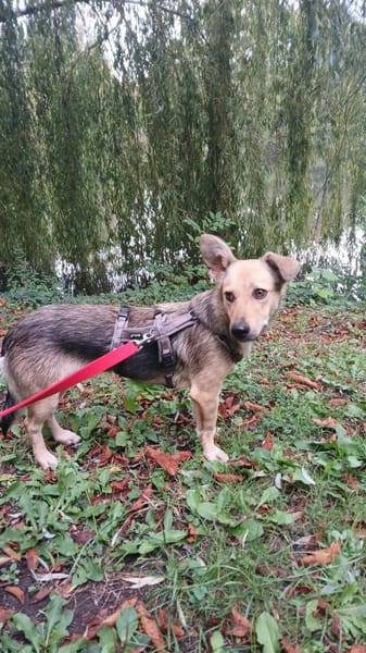 🐾❤ MICHEL auf PS in 04349 LEIPZIG