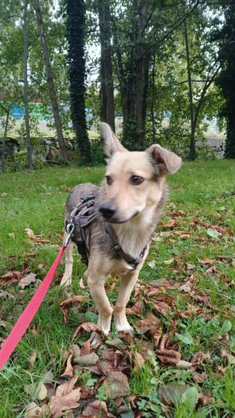 🐾❤ MICHEL auf PS in 04349 LEIPZIG
