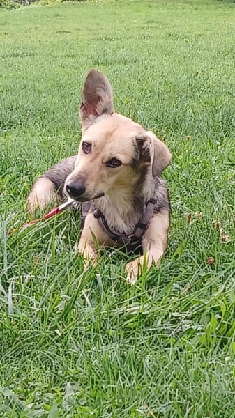 🐾❤ MICHEL auf PS in 04349 LEIPZIG