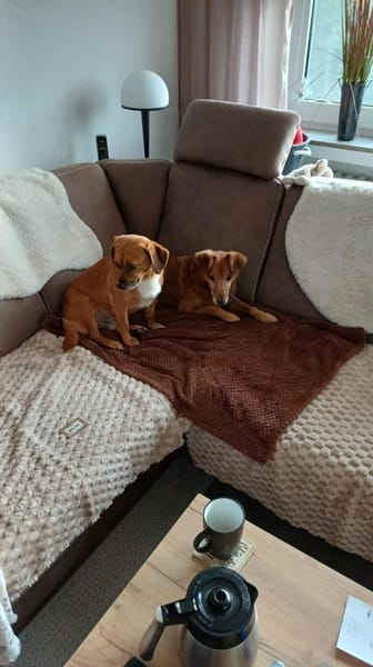 Ottosucht seine Menschen 🐾