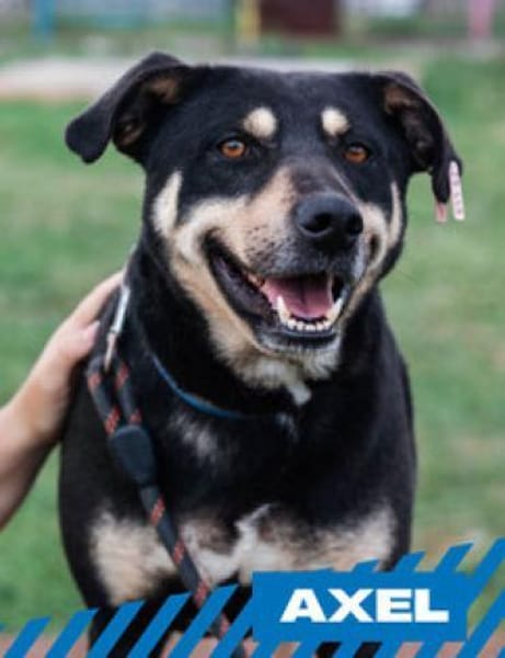 Axel - sanfter Familienhund