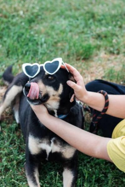 Axel - sanfter Familienhund