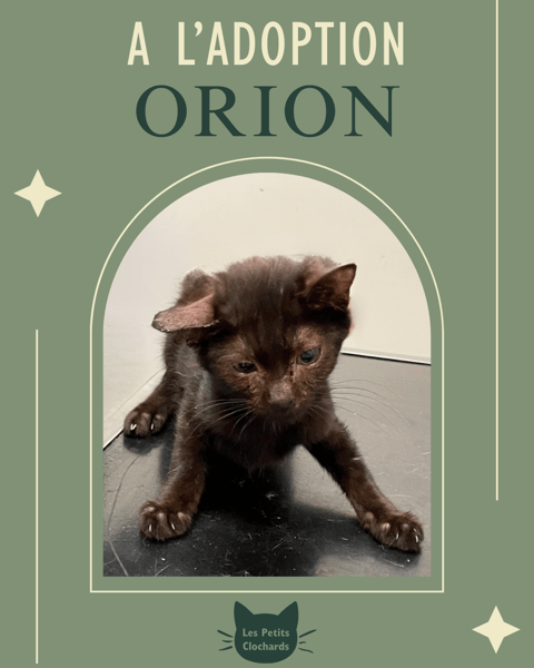 Orion