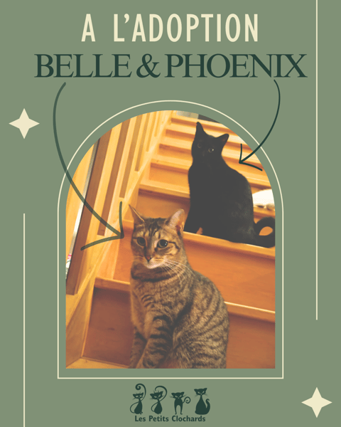 Belle + Phoenix
