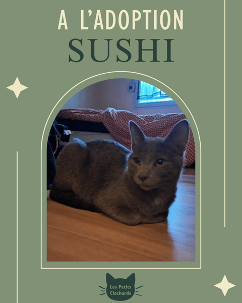 Sushi