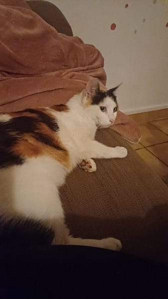 Biscotte