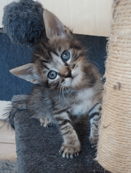 GIZMO