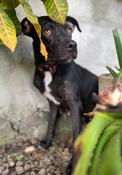 Mirabelle, femelle croisée berger, née le 15/03/2024 🐶