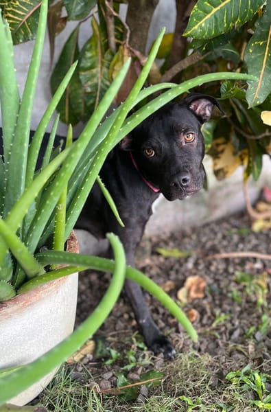 Mirabelle, femelle croisée berger, née le 15/03/2024 🐶
