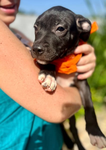 Viola, femelle croisée créole, née le 25/06/2025 🐶
