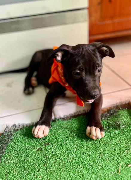 Viola, femelle croisée créole, née le 25/06/2025 🐶