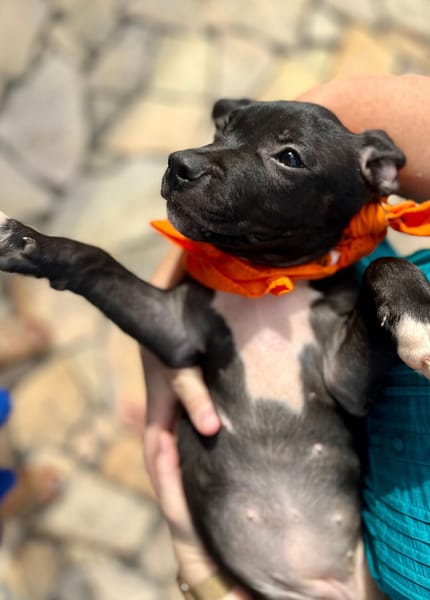 Viola, femelle croisée créole, née le 25/06/2025 🐶