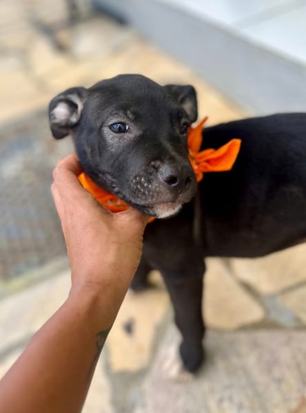 Viola, femelle croisée créole, née le 25/06/2025 🐶